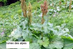 autres-plantes_26_12_2412