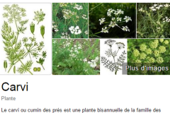 autres-plantes_26_12_2459