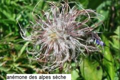 autres-plantes_26_12_2467