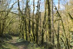 chavannes_02_02_26_9