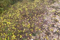 eoliennes_10_10_25_6