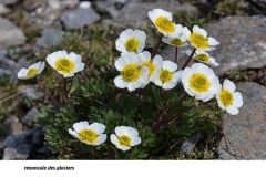 fleur-blanche_26_12_2414