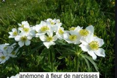 fleur-blanche_26_12_2465