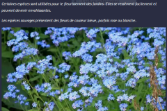 fleur-bleue_26_12_2431