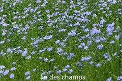 fleur-bleue_26_12_2435