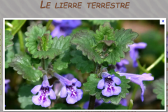 fleur-bleue_26_12_2437