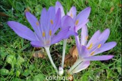 fleur-bleue_26_12_2458