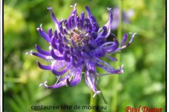 fleur-bleue_26_12_2463