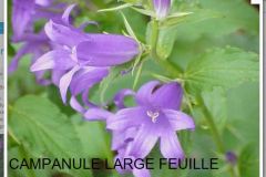 fleur-bleue_26_12_2465