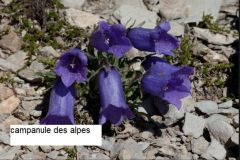 fleur-bleue_26_12_2466