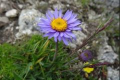 fleur-bleue_26_12_2479