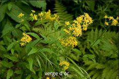 fleur-jaune_26_12_242