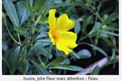 fleur-jaune_26_12_2429