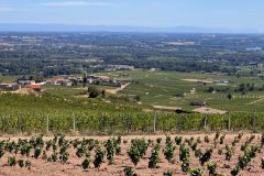 fleurie_03_09_26_10