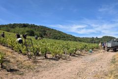fleurie_03_09_26_11