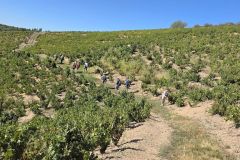 fleurie_03_09_26_22