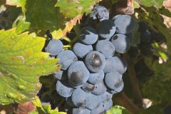 fleurie_03_09_26_23