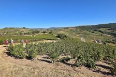 fleurie_03_09_26_25
