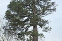 logisneuf_04_12_25_25