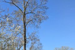 moignans_19_03_26_11