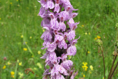 orchis_26_12_241