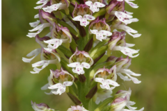 orchis_26_12_2410