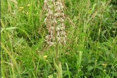 orchis_26_12_2411