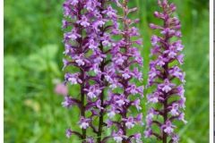 orchis_26_12_2412