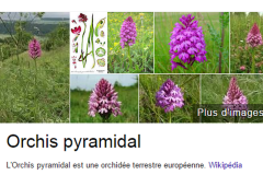 orchis_26_12_242