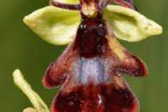 orchis_26_12_244