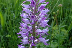 orchis_26_12_245