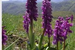 orchis_26_12_246