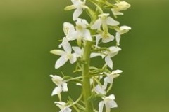 orchis-a-2-feuilles