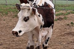polaiee_15_10_26_3