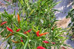 polaiee_15_10_26_5