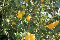 polliat_25_06_26_5