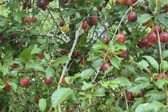 polliat_25_06_26_6