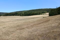 rosy_06_08_26_10